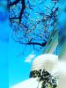 Angellight
