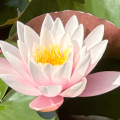 _Klara-Ina - Engelkontakte - Crowley Tarot - Sonstige Bereiche - Tarot & Kartenlegen - sonstige Bereiche