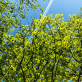 _Finn - Wahrsagen - Medium & Channeling - Kinder und Familie - Ehe und partnerschaft - Engelkarten