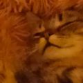 _Medium Herzstimme - Reiki - Lebensberatung - Sonstige Bereiche - Aura-Reinigung - Andere Sprachen
