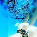 _Angellight