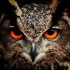 Eleonora - Lichtarbeit - Energetische Hausreinigung - Hellsehen & Wahrsagen - Tiere - Unternehmensberatung Eleonora - Lichtarbeit - Energetische Hausreinigung - Hellsehen & Wahrsagen - Tiere - Unternehmensberatung