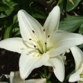 _Angelina - sonstige Bereiche - Hellsehen mit Hilfsmittel - Medium & Channeling - Reiki - Hellsehen & Wahrsagen